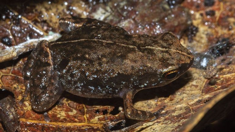 New frog species the size of a 5p coin already 'critically endangered'