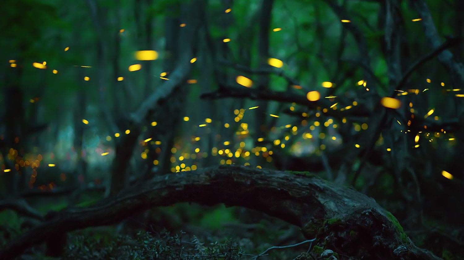 The Great Smoky Mountains' Incredible Firefly Light Show