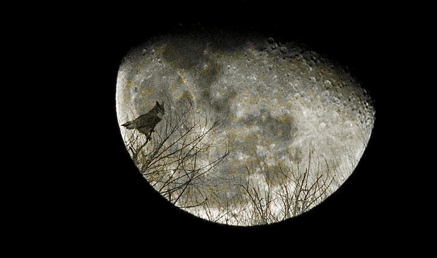 Great Horned Owl captured accidentally while taking night shots of the moon. I only saw him after I digitally zoomed in to check focus! Mind blown! He was 1/2 mile away! If I had snapped the moon 2 minutes later I would not have seen him because moon would have been above the tree line!
