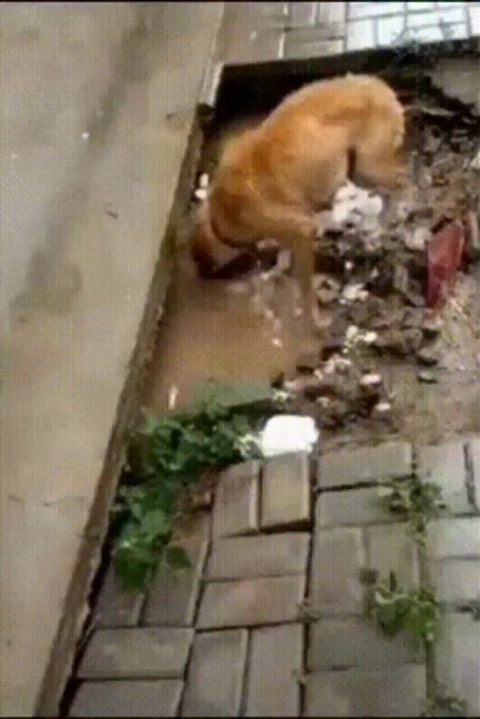 This dog came back to save her puppies from a flood.