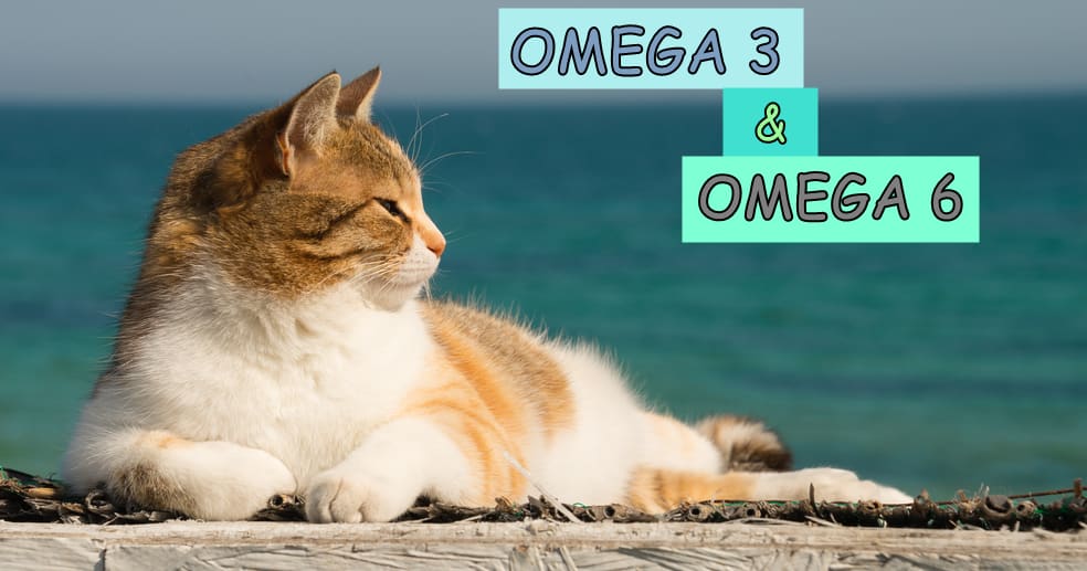 Omega 3 dan Omega 6 untuk Kucing