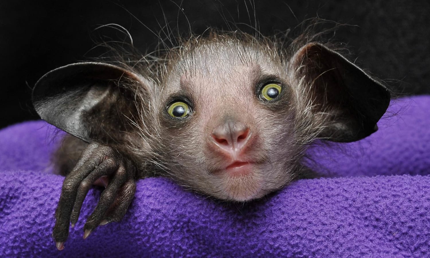 The Aye-Aye is an endangered lemur, being killed on sight due to superstition. The Aye-Aye is the world's largest nocturnal primate. It fills the ecological niche of a woodpecker, using its unique elongated middle finger to tap on trees to detect food within. Their ears allow them to echolocate!