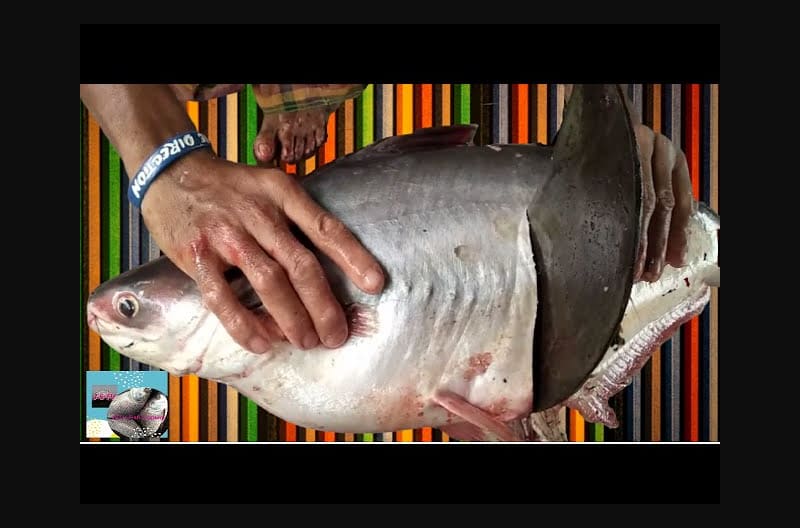 How to Incredible Fastest *PANGAS FISH CUTTING* in Fish Market-Amazing Fish Skills-JSTV Fish Cutting