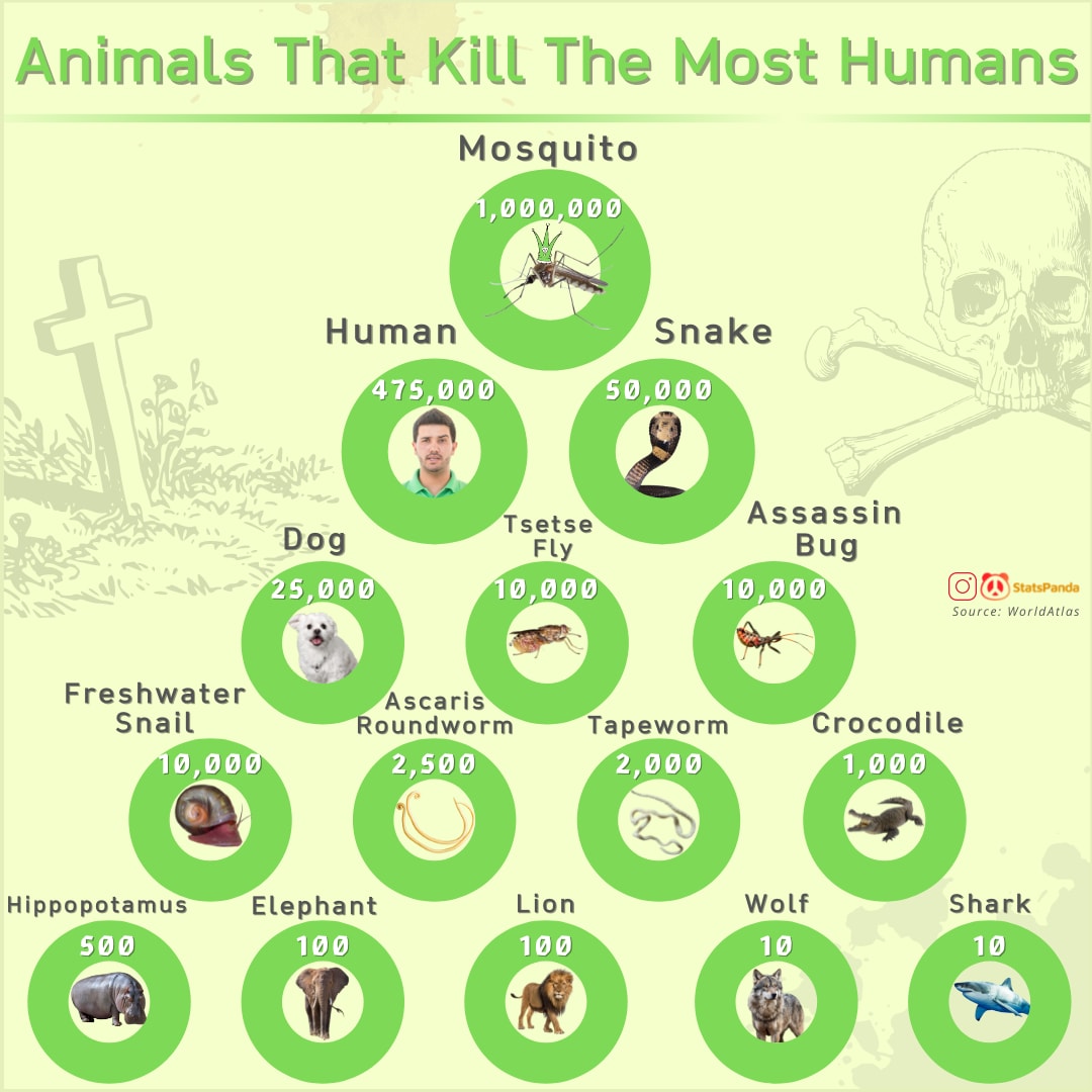 Animals That Kill The Most Humans Per Year