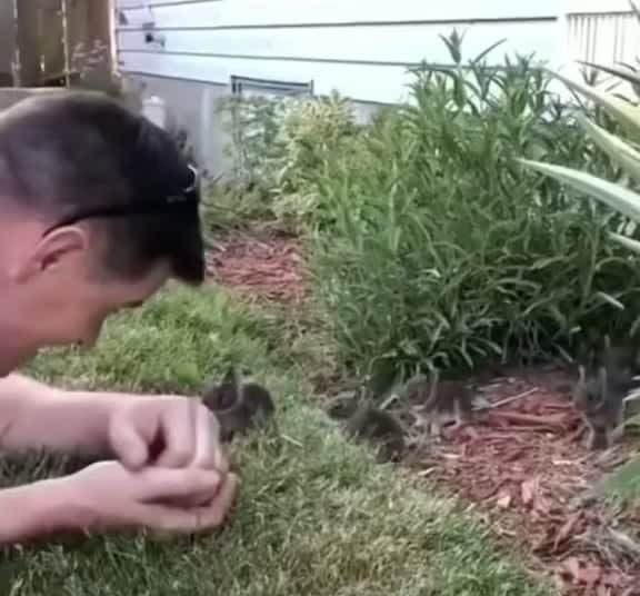Baby bunnies are the cutest!