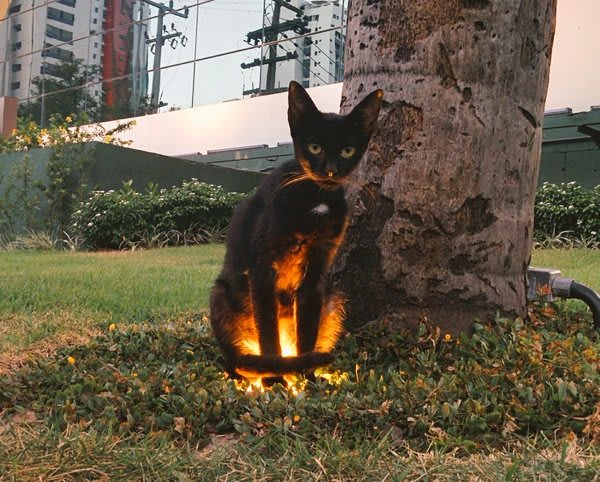 When the kitty has a side quest for you.