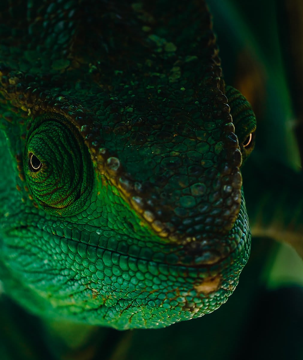 Stunning portraits of Madagascar’s reptiles and amphibians by Ben Simon Rehn