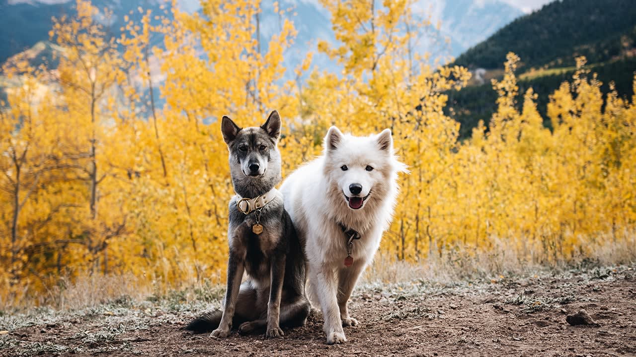 The Northern Wild Duo of Colorado (PHOTOS)