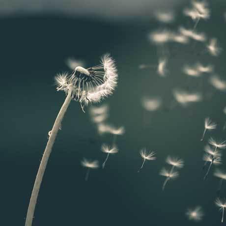 Dandelion seeds create a bizarre whirlpool in the air to fly