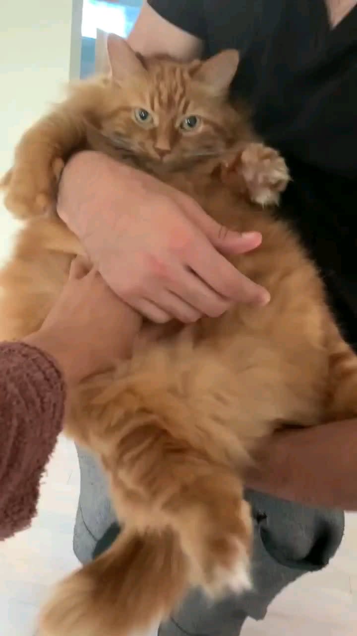 My chonky but happy floof