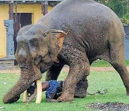 Elephant kills Australian tourist in Namibia -