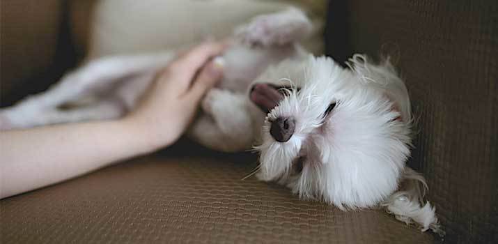 Are Dogs Ticklish? Test the Sensitive Spots and See