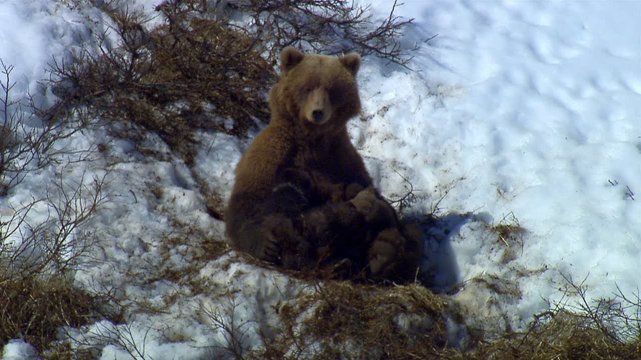 Bear Family in Avalanche Country | North America