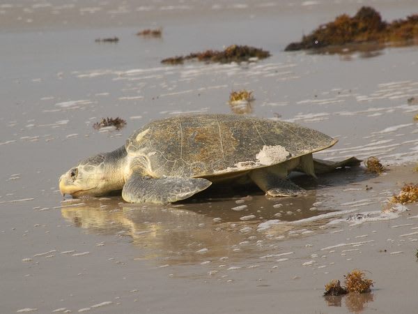 The World's Tiniest Sea Turtles Keep Getting Stranded on Cape Cod