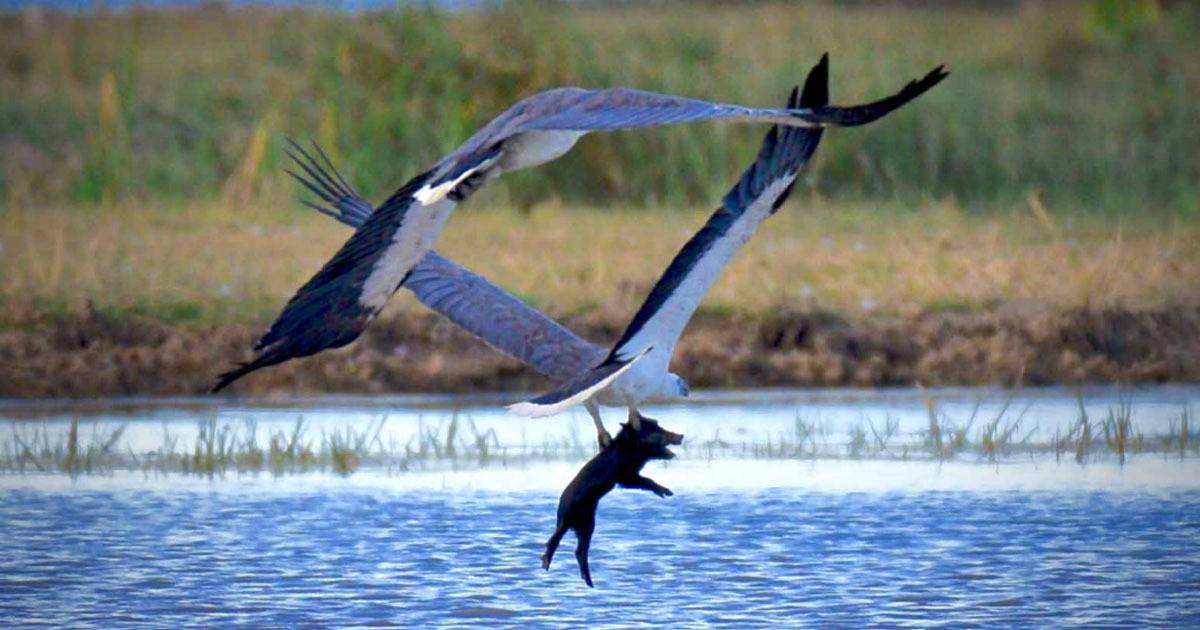 Wildlife Photographer Captures Shocking Moment Eagles Fly Off With Piglet