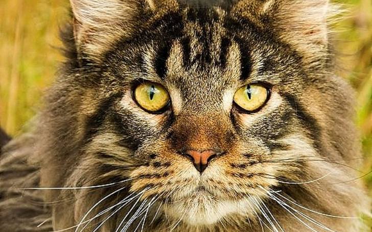 23 Things You Should Know Before Buying A Maine Coon Cat