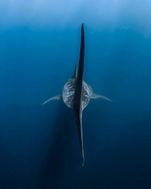Even this whale shark gives me the chills