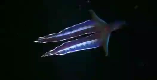 blanket octopus - One of the strangest creatures in the sea world😯❤