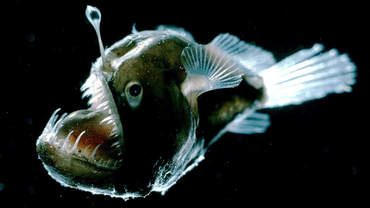 Coldest, oldest, fastest: 10 extreme sea creatures