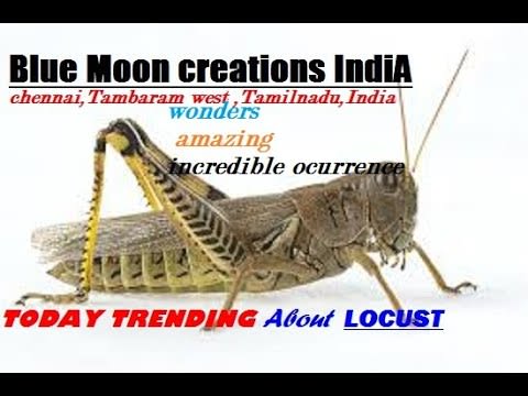 LOCUST(Grasshoppers) destroying leaf's in garden Blue Moon creations India