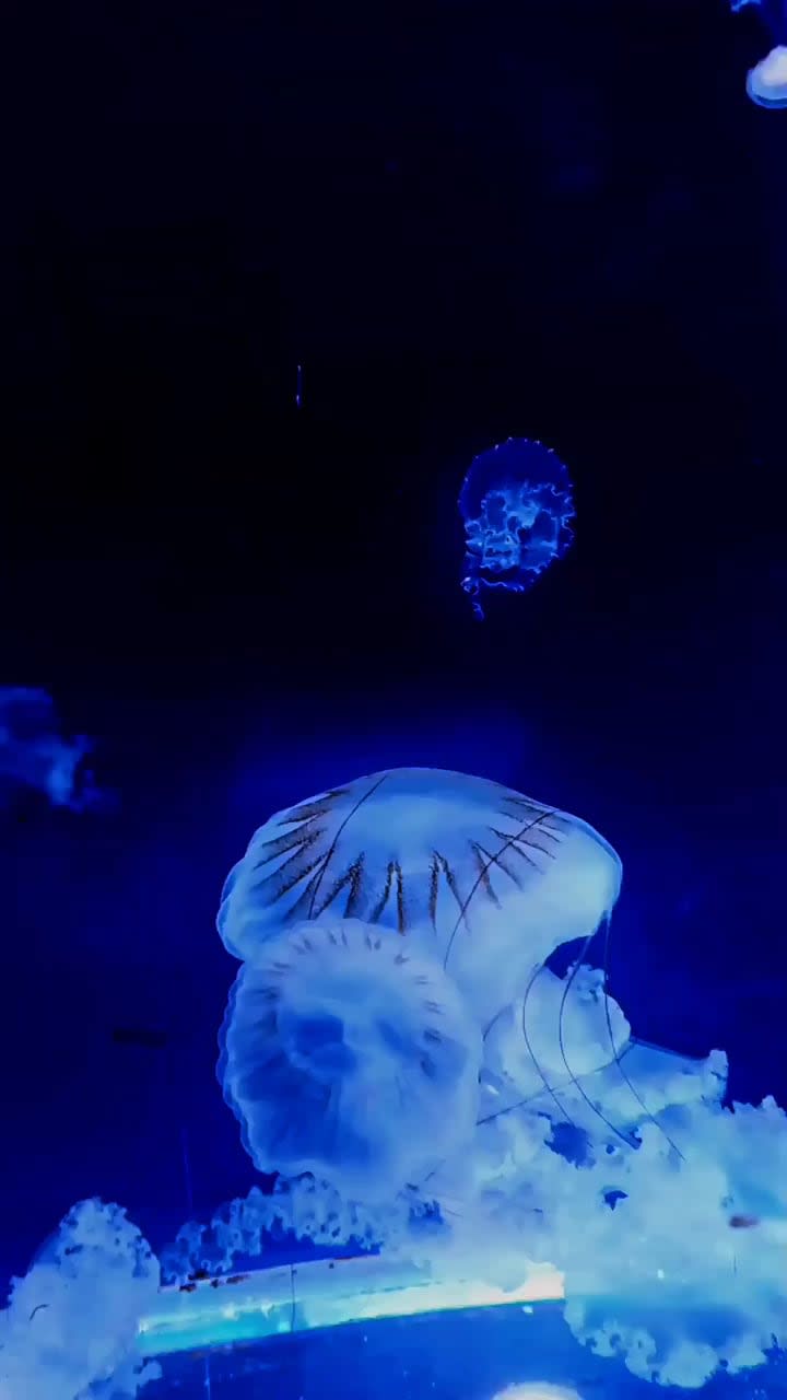 Moon jellyfish are one of the most beautiful types of jellyfish that are usually found in warm and tropical waters near the sea coast