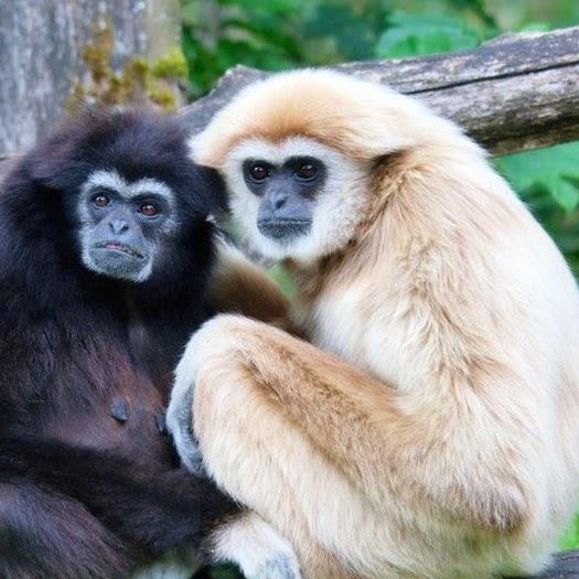 Hoolock Gibbon Species in India