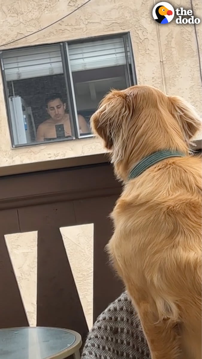 Golden retriever goes viral on TikTok for stalking his neighbor — so his neighbor comes up with the best idea to befriend him ❤️