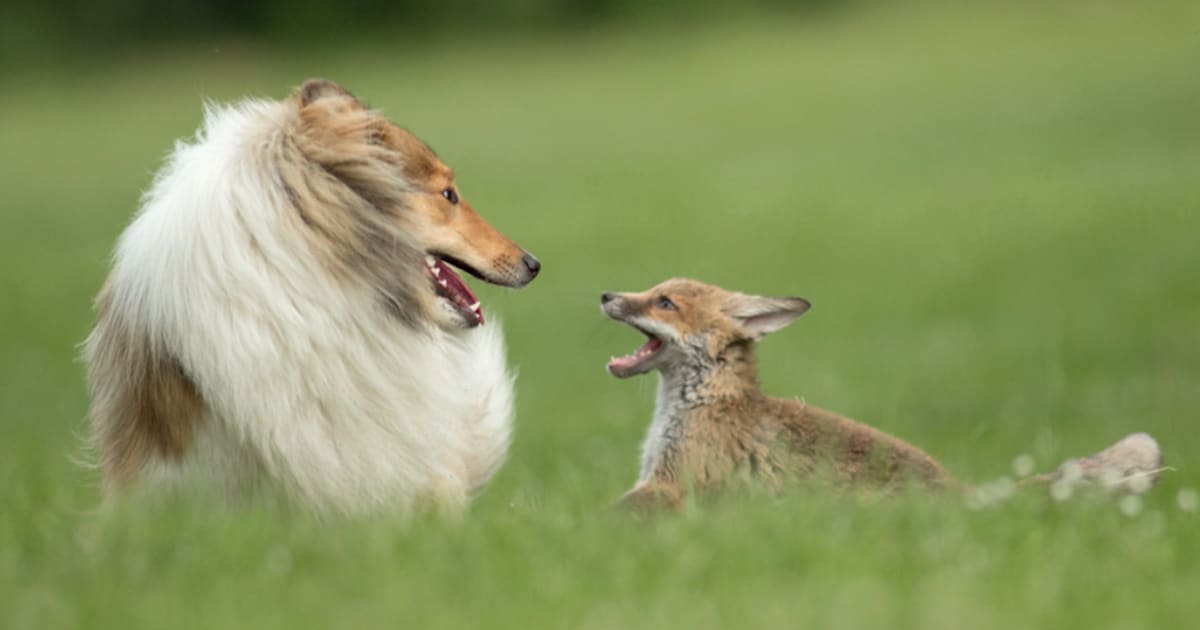 An Orphaned Fox Rescued From An Accident Finds Surrogate Mother In A Collie -