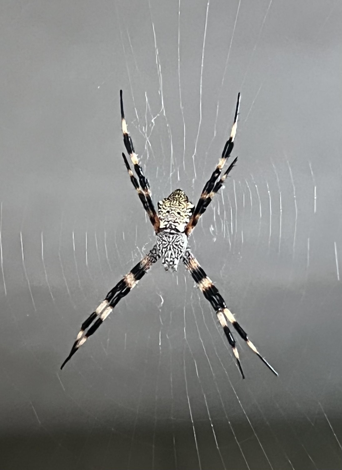Argiope appensa, commonly known as Hawaiian Garden Spider, spins large webs which have varying zig-zag pattern running from the ends to the center. These zig zags known as stabilimenta, alert birds and other large animals (including humans) to the web's presence.