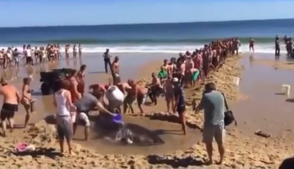 Humans helping a beached great white.