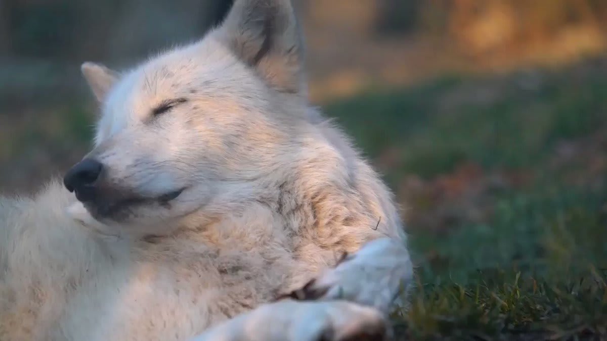 Dream of a world where no wolf cowers on the edge of extinction. A world with peace, love, and wolves. ✌ ❤