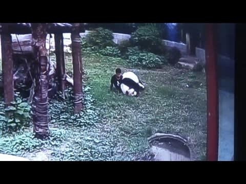 Zoo Intruder Meets the Real 'Kung-fu Panda'