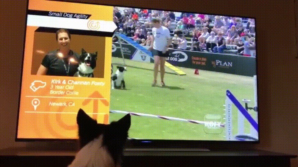 Kirk, a female Border Collie, watching herself win the 2017 Purina Pro Challenge.