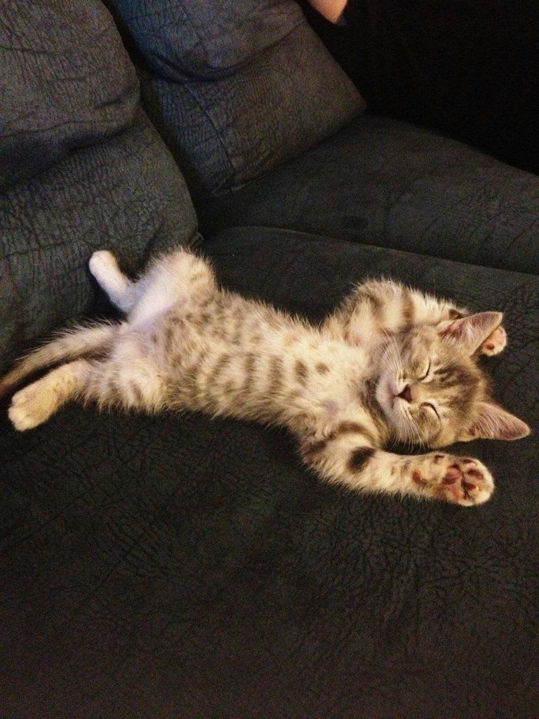 Marigold! | Cute cats, Kittens cutest, Baby cats