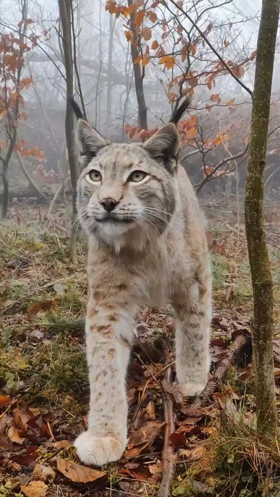 Lynx filmed in an enclosure near Rabensklippe in Harz Mountains. The lynx here are raised to eventually get released through a repopulation program.