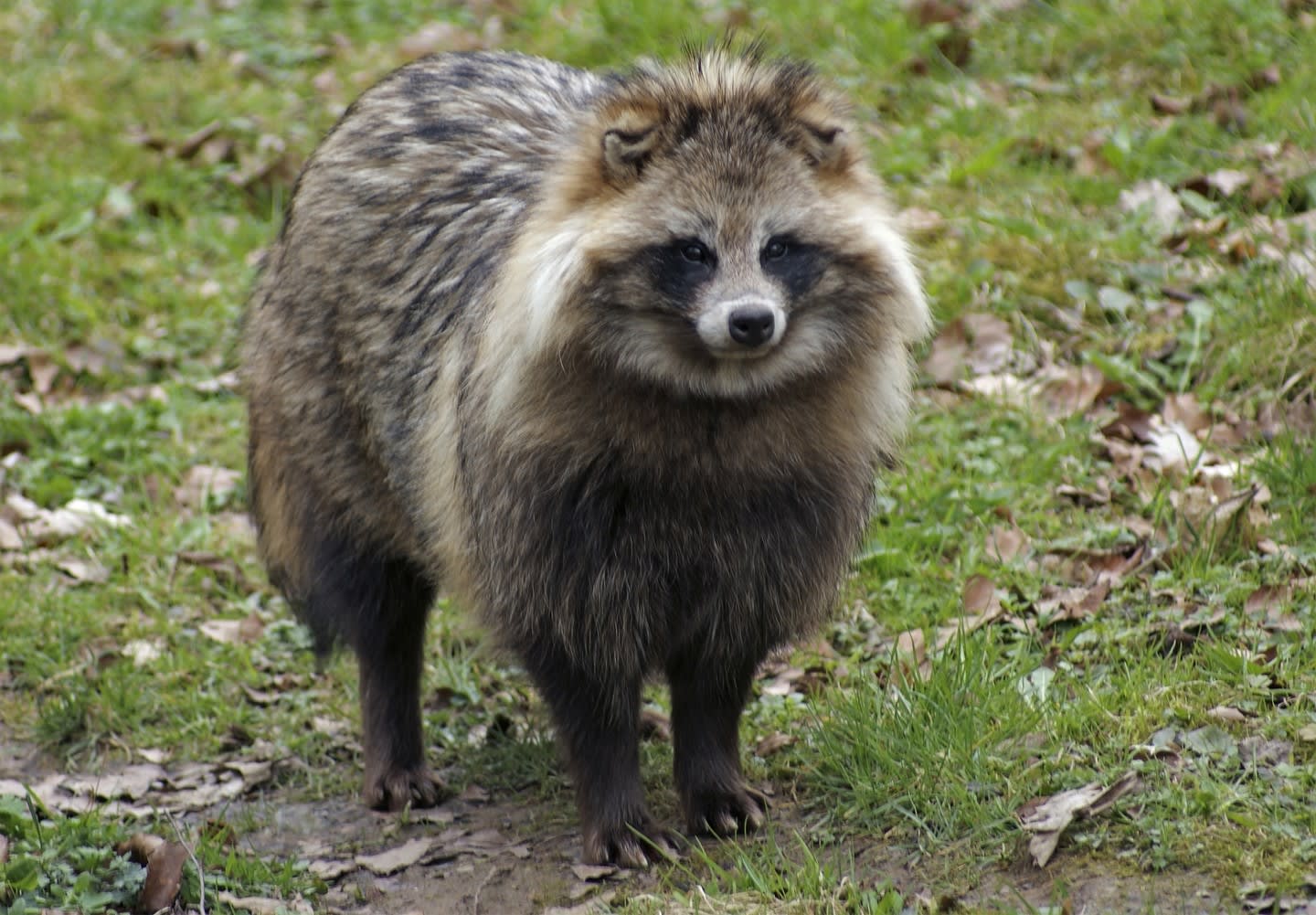 Tanuki (Raccoon Dog) they are not related to raccoons. Despite having that identical look, these east Asian dogs are most closely related to foxes. they have also been significant in Japanese folklore since ancient times. They are portrayed as mischievous and jolly and are famous for shape-shifting