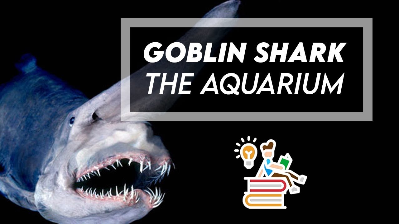 A Detailed Documentary on the Goblin Shark, one of the creepiest deep sea sharks out there and said to grow up to almost 20 feet long in some specimens
