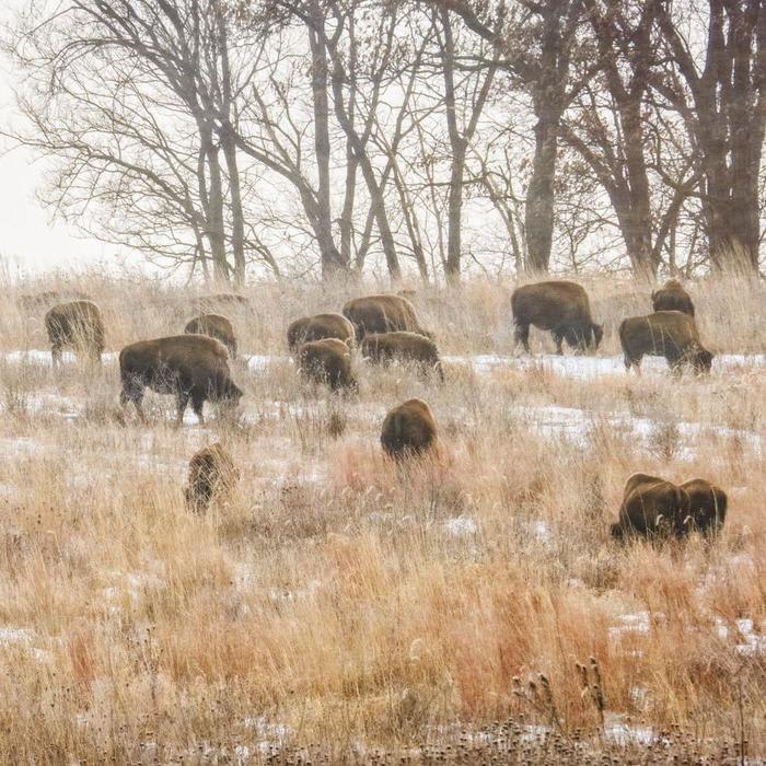 Bison Are Helping Rewild the Last of the Midwest's Prairies