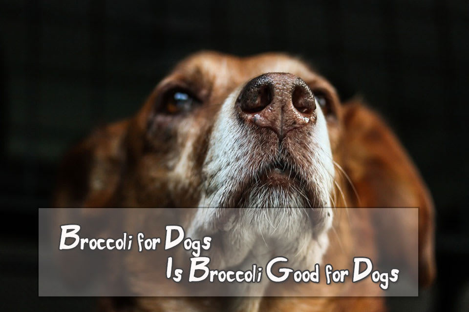 Broccoli for Dogs - Is Broccoli Good for Dogs