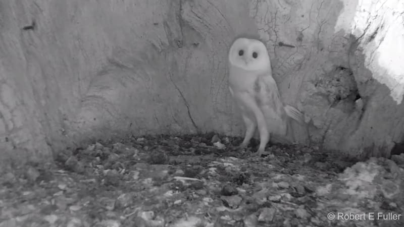 Sheltered Baby Barn Owl Jumps Back in Fear After Hearing Thunder for the Very First Time