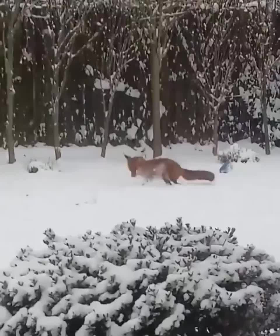 A wild juvenile fox discovering some dog toys in someone’s backyard