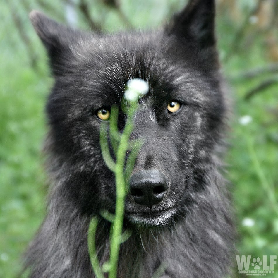 Wolves are a critical keystone species in a healthy ecosystem. By