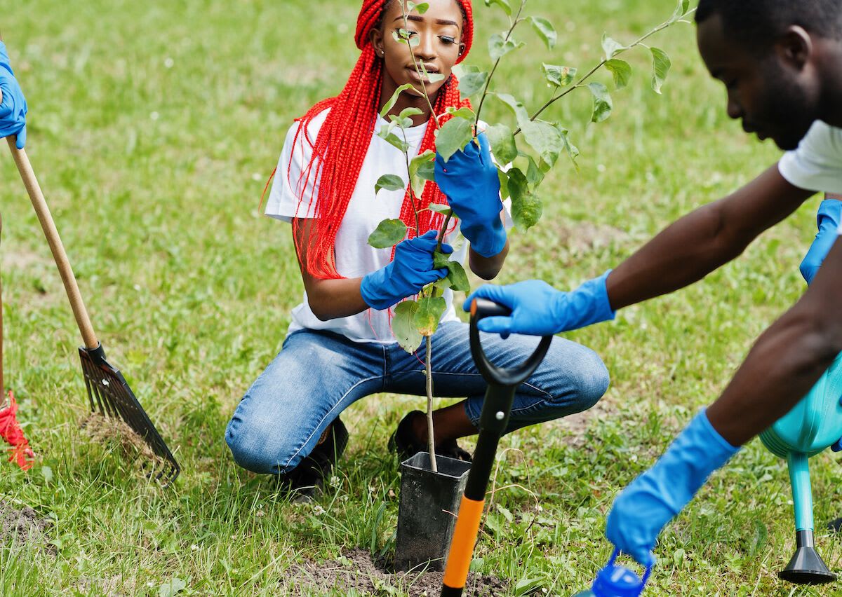 A global initiative will plant 23 million trees around the world