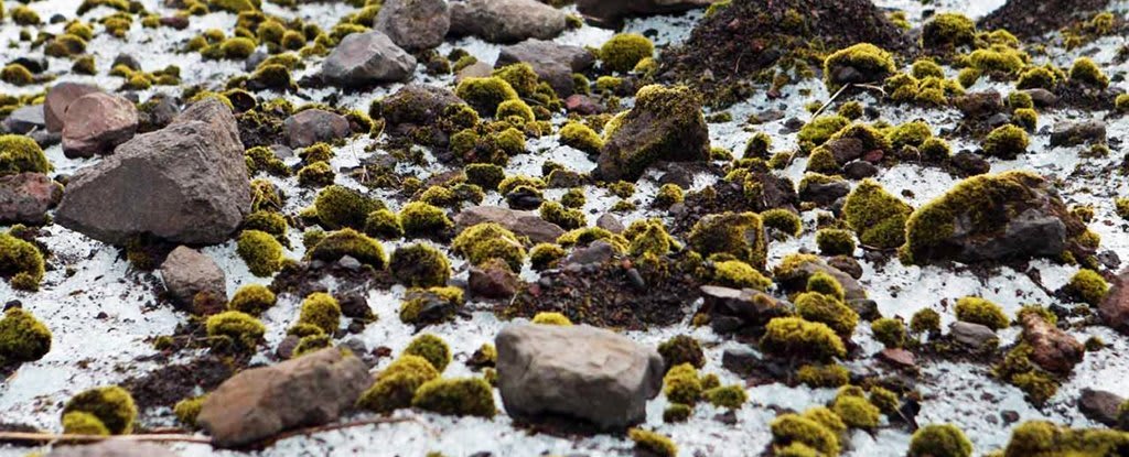 These Cute Fuzzy Green Moss 'Mice' Are Herding Their Way Across The Arctic