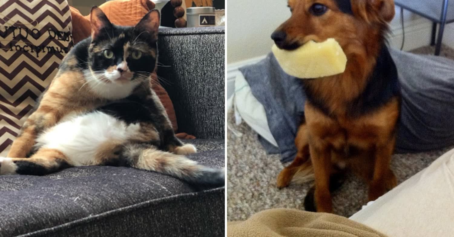 People Are Sharing Times Their Pets Were Total Jerks, And I'm Actually Crying