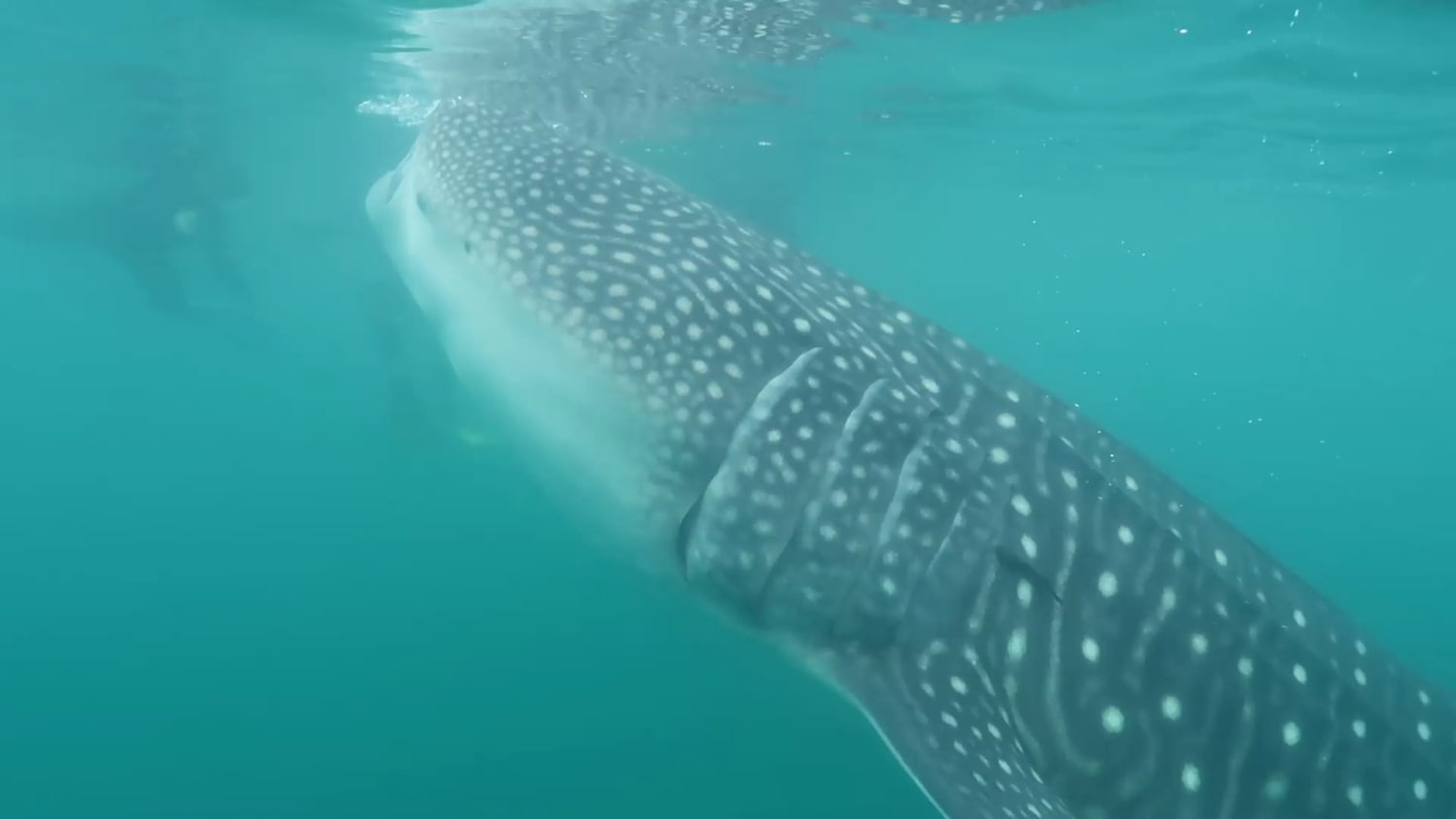 Just love swimming with these gentle behemoths. Can't wait for whale shark season at our resort in Mexico this fall...