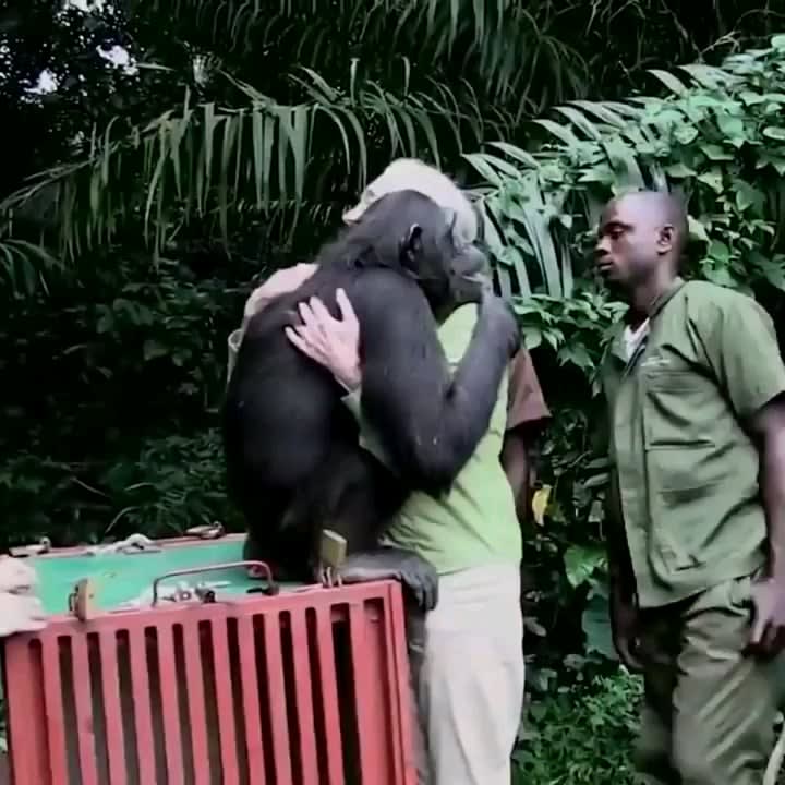 Rehabilitated chimpanzee named Wounda showed gratefulness to Jane and team upon release back to the wild.