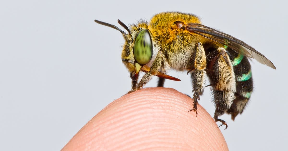 A new map reveals the secret life of bees