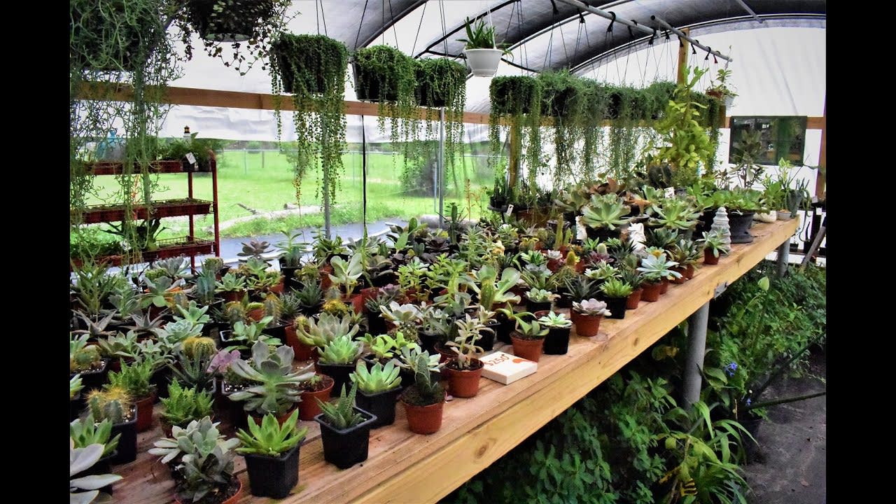Plant Sale At The Crazy Plants Nursery June 11, 12, and 13