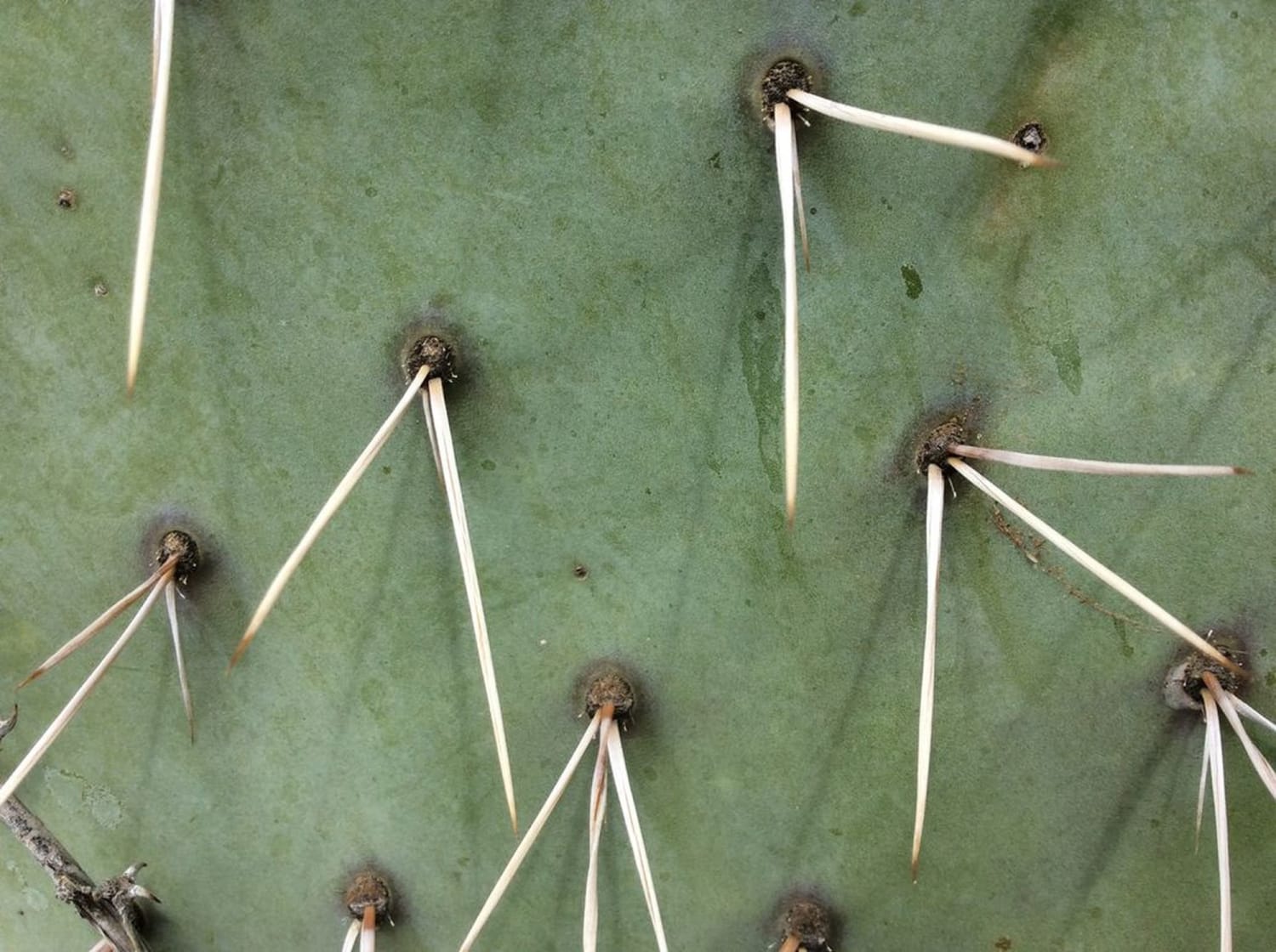 How to Remove Cactus Spines (Including Ones Stuck in Your Throat) - Popular Science - Pocket